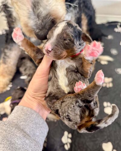 mini Sheepadoodle with his paws up in the air