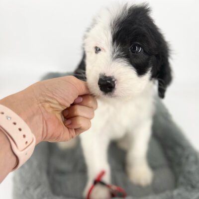 Full grown Mini Sheepadoodle