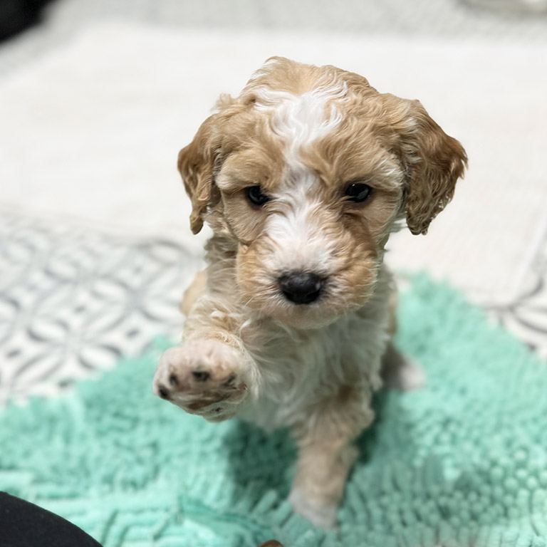 mini Sheepadoodle giving paw