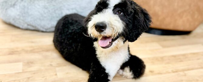 Adult Sheepadoodle at Double U Doodles
