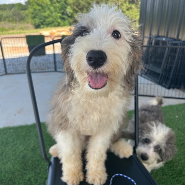 Two Sheepadoodles, one standing on a chair