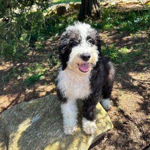 Discover the Sheepadoodle price with this adult Sheepadoodle standing outside at Double U Doodles