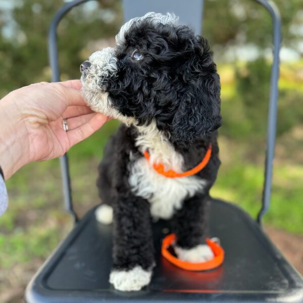Sheepadoodle puppy with an orange collar, owner wondering, "How much does a Sheepadoodle cost?"