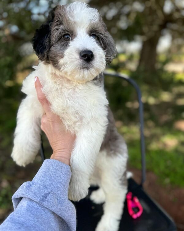 Sheepadoodle puppy being held in the air