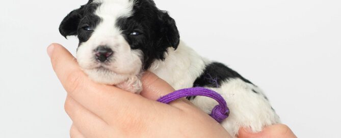 Black and white Sheepadoodle at Double U Doodles, where the Sheepadoodle cost is reasonable