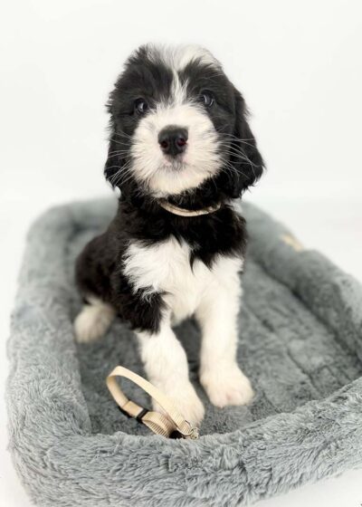Black and white Sheepadoodle sitting in a dog bed
