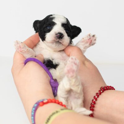Black and white Sheepadoodle puppy