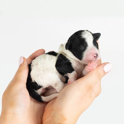 Black and white Sheepadoodle held in two hands
