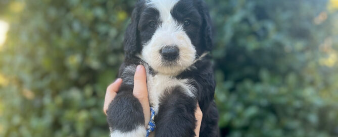 Sheepadoodle puppy held in the air