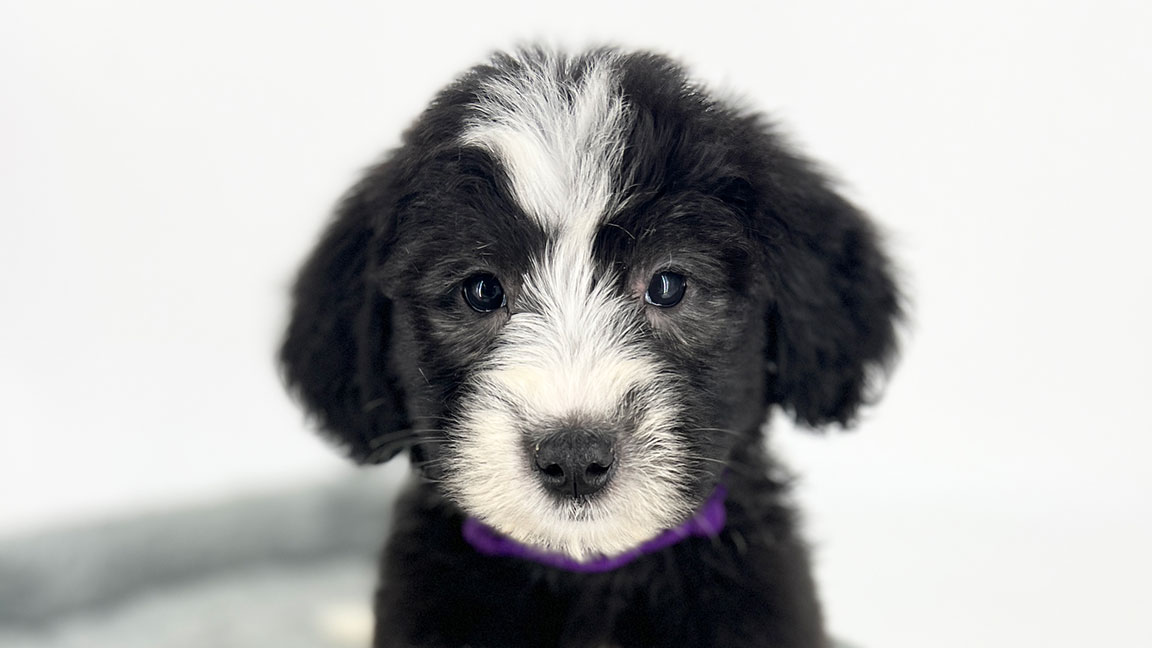 Close up picture of a puppy Sheepadoodle with a purple collar
