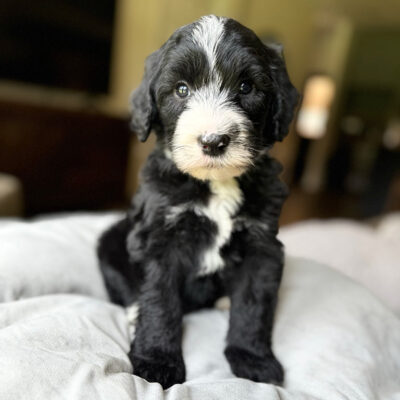 Black and white Sheepadoodle 