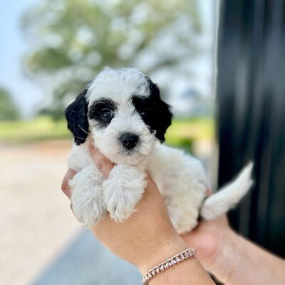 hypoallergenic mini sheepadoodle