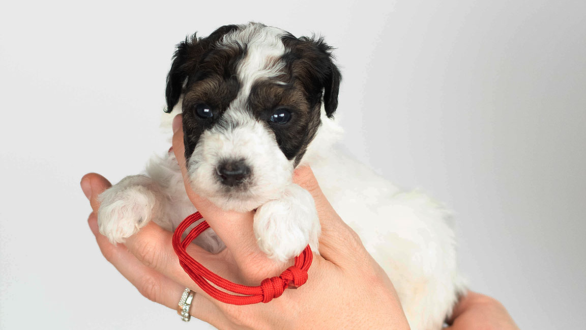mini sheepadoodle with a red collar