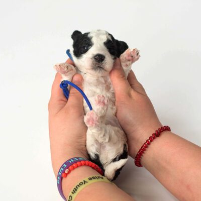 mini sheepadoodle puppy