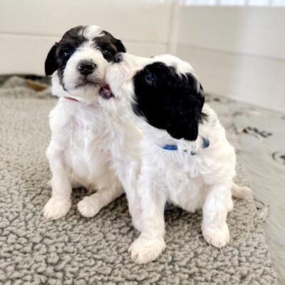 Two mini sheepadoodle puppies playing
