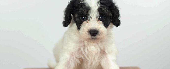 hypoallergenic mini sheepadoodle at Double U Doodles