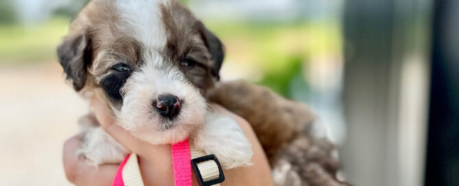 mini sheepadoodle for sale at Double U Doodles