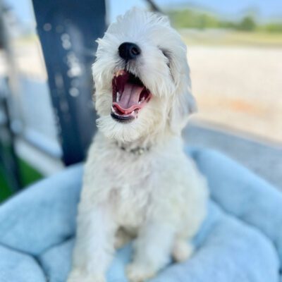 White Sheepadoodle with his mouth open