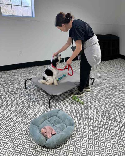 Breeder training a Sheepadoodle pupy