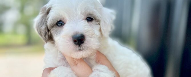 White sheepadoodle puppy at Double U Doodles