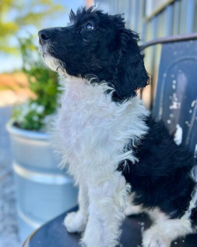 Bernedoodle adult dog