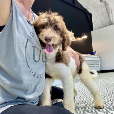 Breeder at Double U Doodles hugging a Bernedoodle