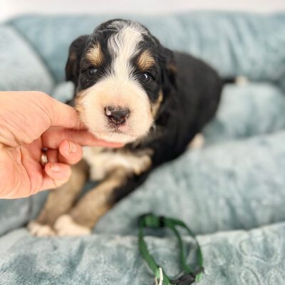 Bernedoodle puppy laying down on a grey couch