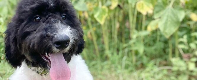 Close up of an adult Bernedoodle
