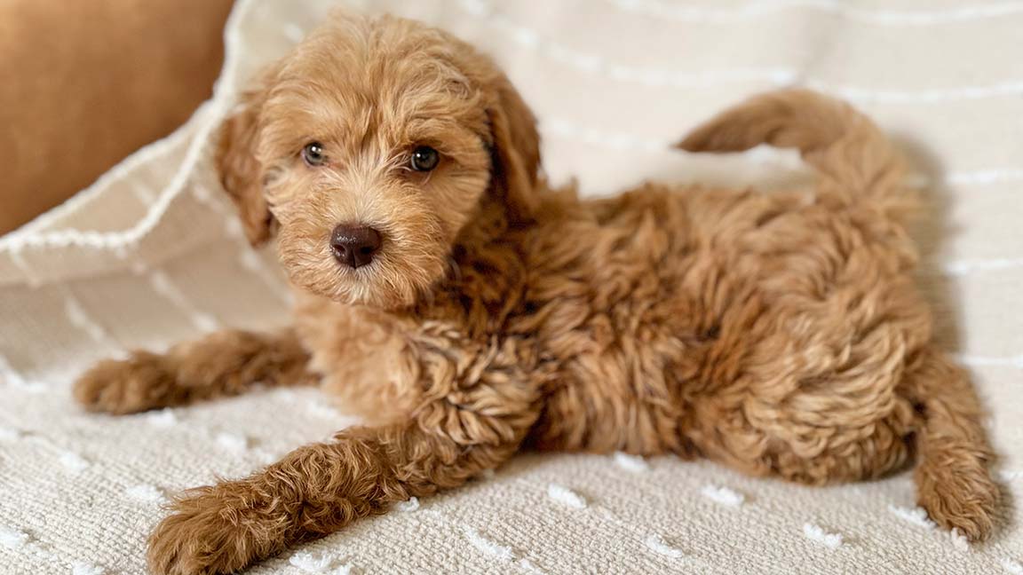 Mini Bernedoodle size, puppy laying down 