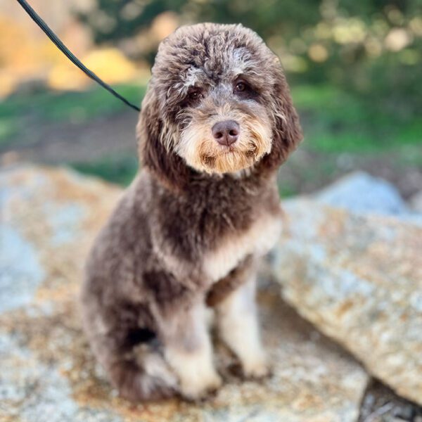 Bernedoodle from Double U Doodles