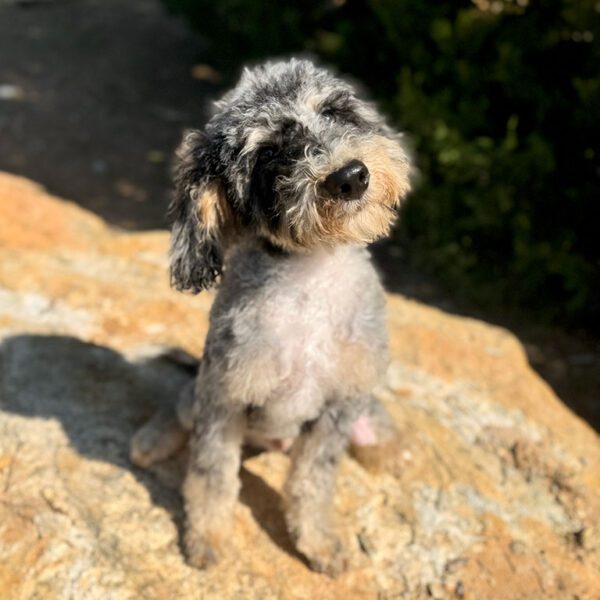 Bernedoodle sitting outside