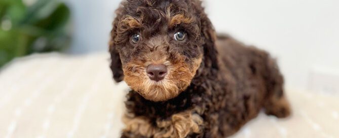 Bernedoodle, one of the standard Bernedoodle size