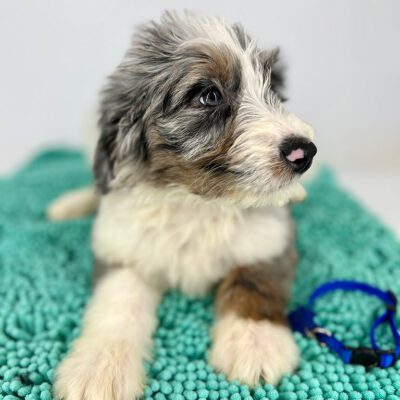 Bernedoodle puppy laying on a blue bath math