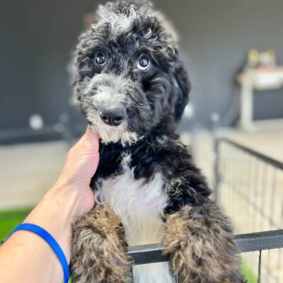 Black, brown and white Bernedoodle standing on his back paws