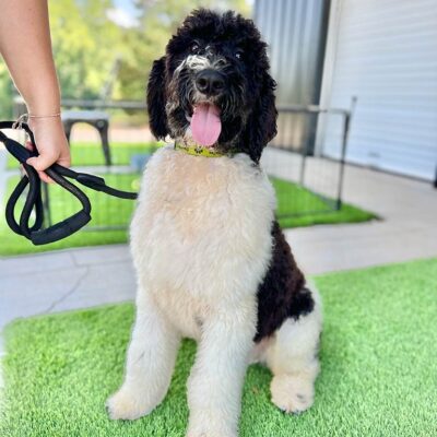 One of the Bernedoodles at Double U Doodles in the middle of a training session