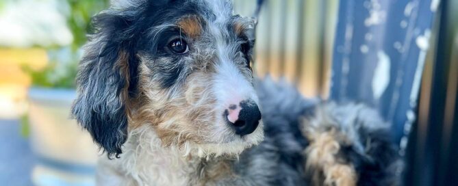 One of the Bernedoodles at Double U Doodles