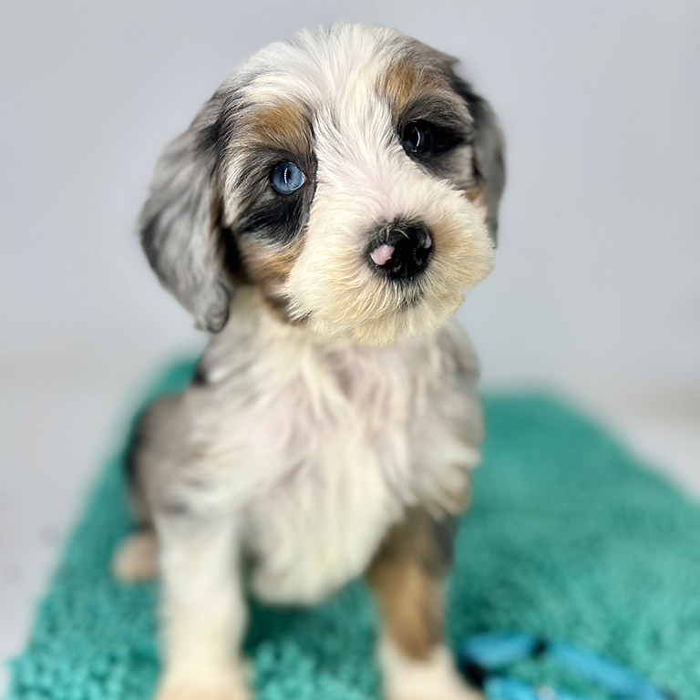Bernedoodle puppy sitting on a blue bath mat