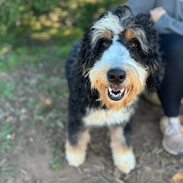 Adult Bernedoodle at Double U Doodles