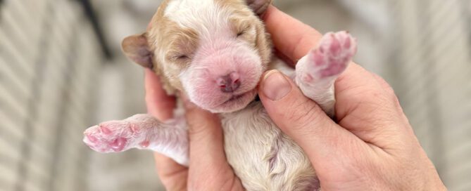 Newborn Bernedoodle puppy