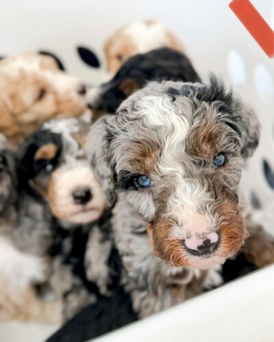 Bernedoodles with one puppy with blue eyes in the front