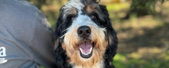 Close up of an adult Bernedoodle dog