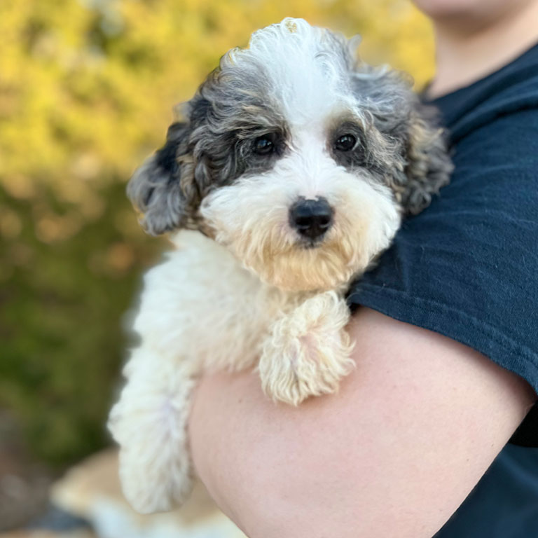 Mini Bernedoodle puppy