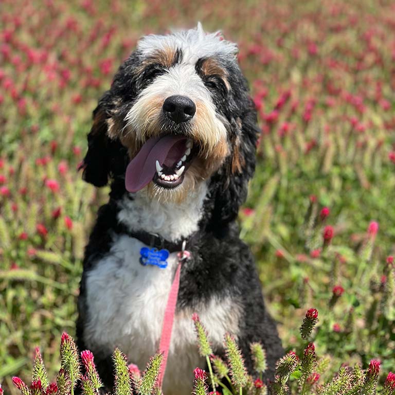 Bernedoodle in a field of flowers