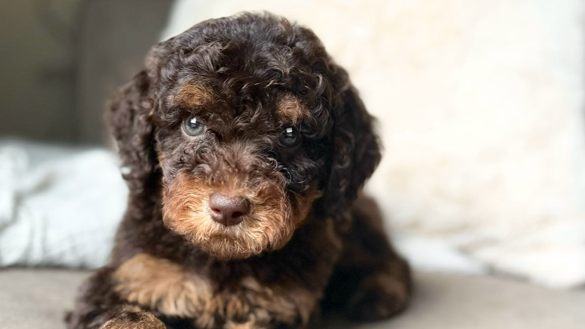 Mini Bernedoodle for sale at Double U Doodles