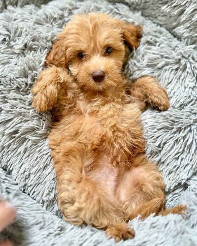 Mini Bernedoodle laying down on his back