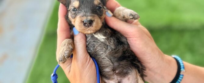 Mini Bernedoodle for sale at Double U Doodles