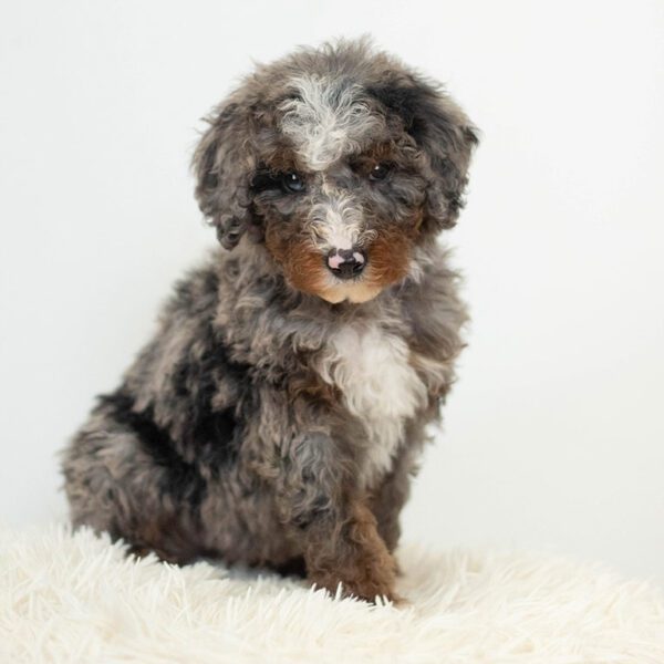 mini Bernedoodle puppy at Double U Doodles