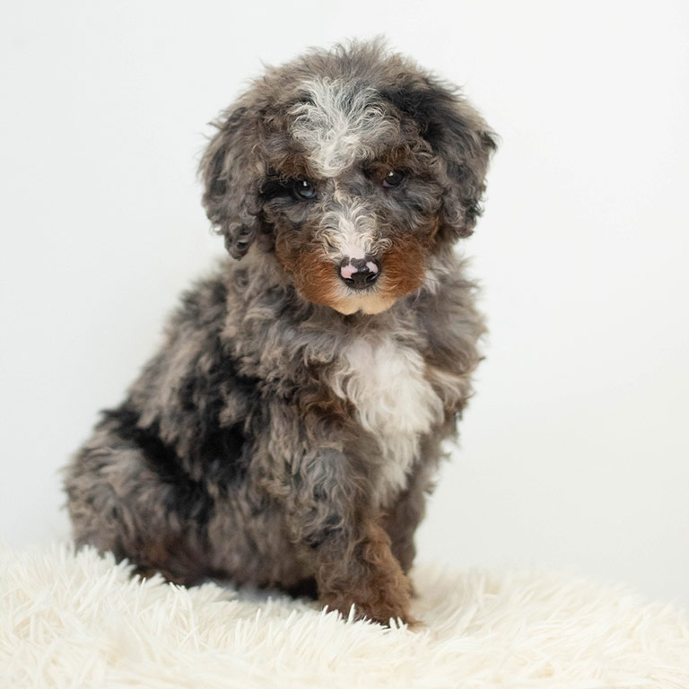 mini Bernedoodle puppy at Double U Doodles