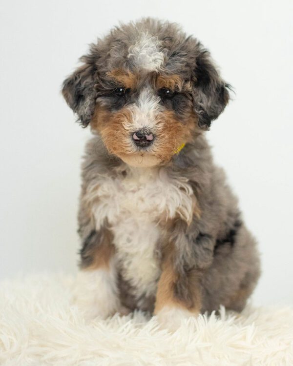 mini Bernedoodle puppy sitting on a white blanket