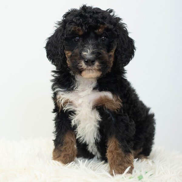 Black and brown mini Bernedoodle puppy